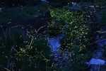 産ヶ沢川ホタル自然公園　ubugasawa river firefly Wildlife Park
